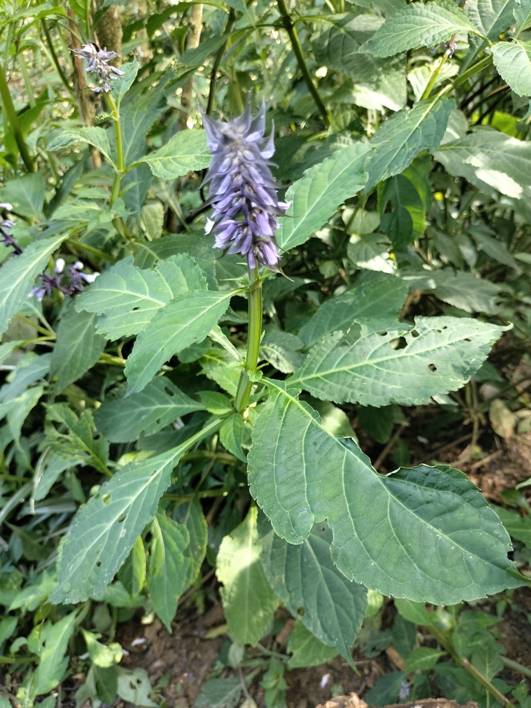 Rare Botanicals: Rare and Viable Salvia Divinorum Seeds for Passionate Growers