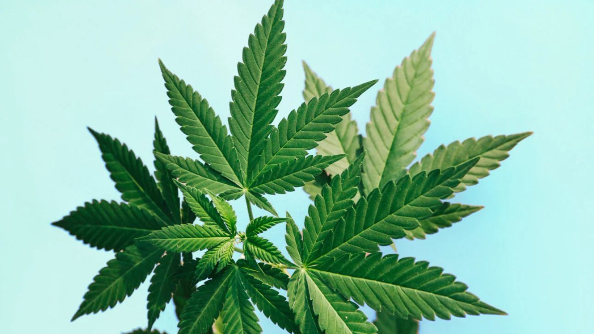 The Benefits and Legality of Delta 9 THC Hemp Gummies